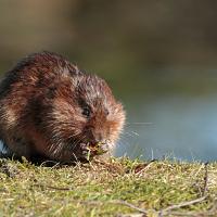 Water Vole 2 